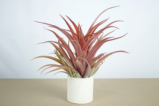 Till. capitata red