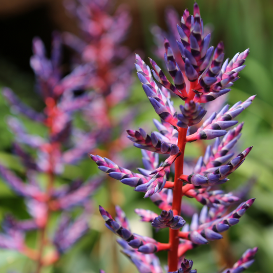 Aech. romeroi albomarginata