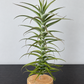 Tillandsia Purpurea #2