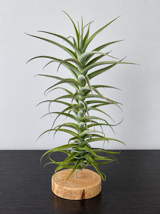 Tillandsia Purpurea #2