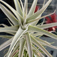 Tillandsia Purpurea #2