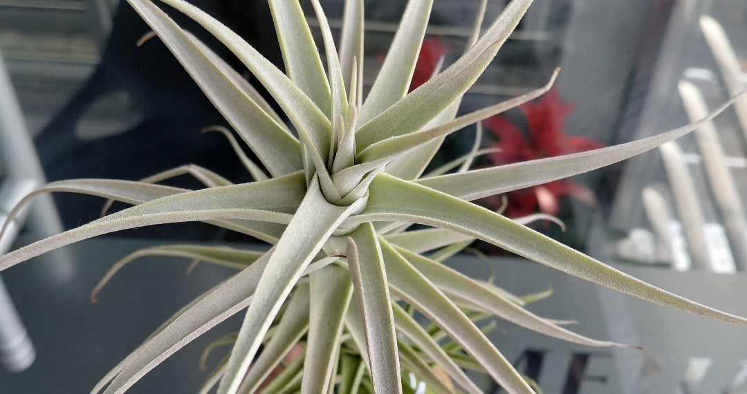 Tillandsia Purpurea #2