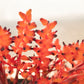 Flores de Fulgens
