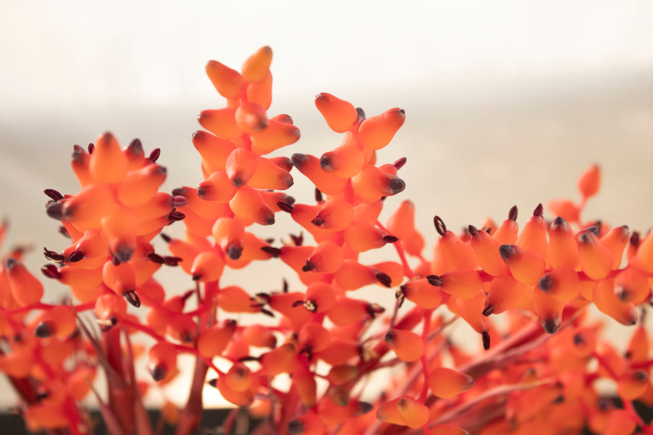 Flores de Fulgens