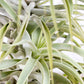 Till. cacticola long form green