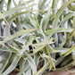 Till. cacticola long form green
