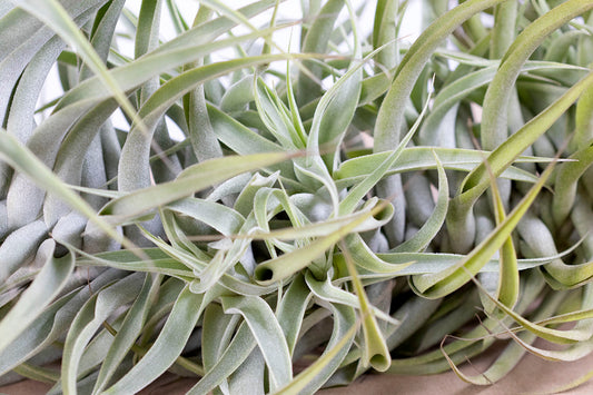 Till. cacticola long form green