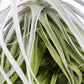 Till. straminea thin leaf
