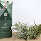 Till. cacticola long form green