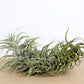 Till. cacticola long form green