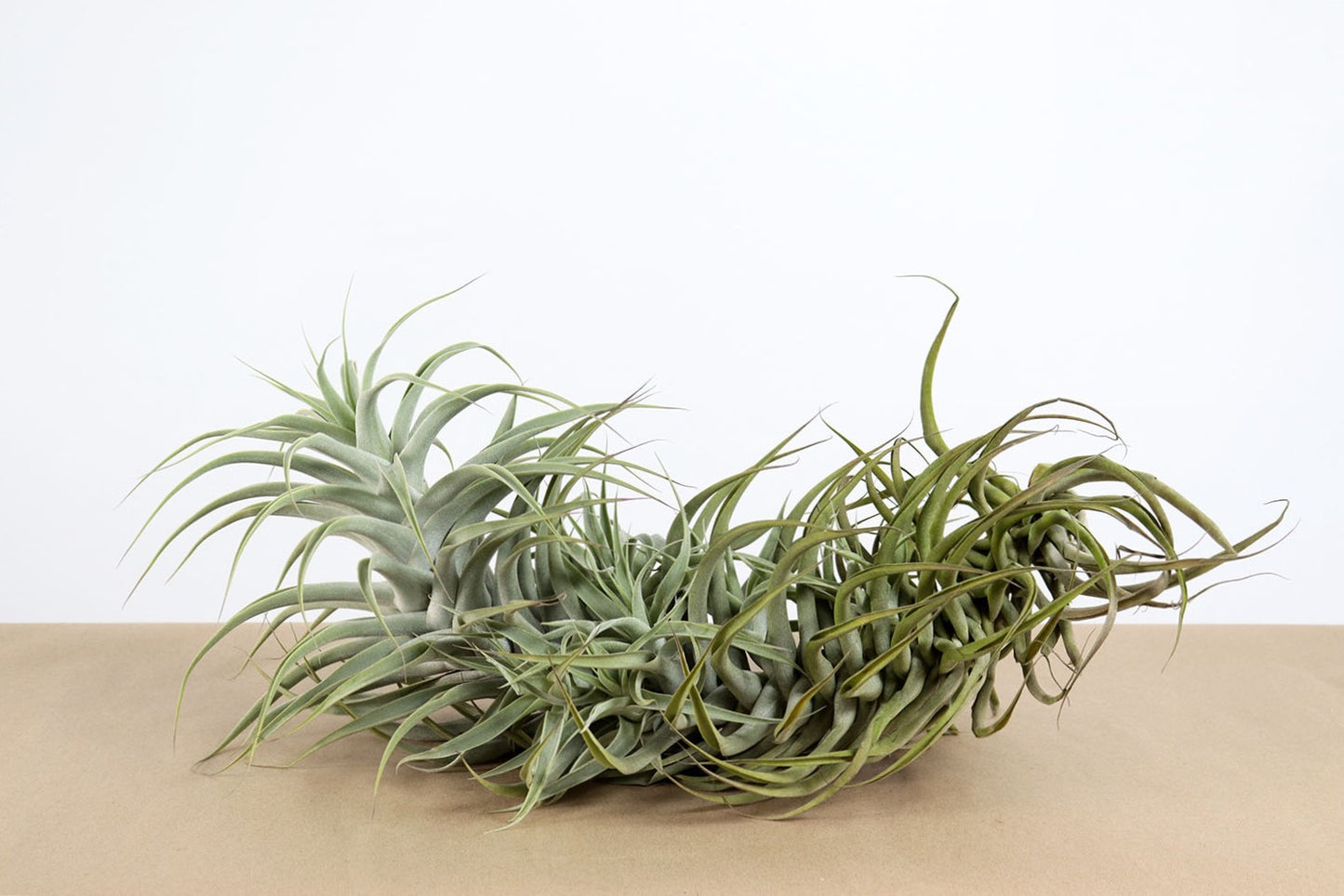 Till. cacticola long form green
