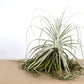 Till. straminea thin leaf