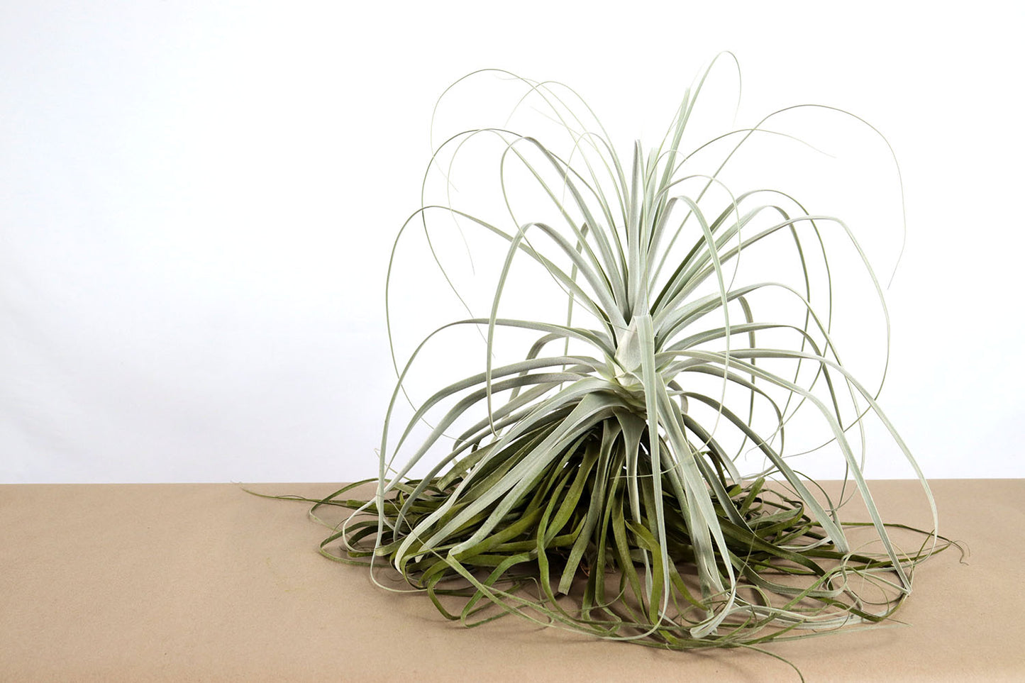 Till. straminea thin leaf