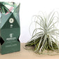 Till. straminea thin leaf