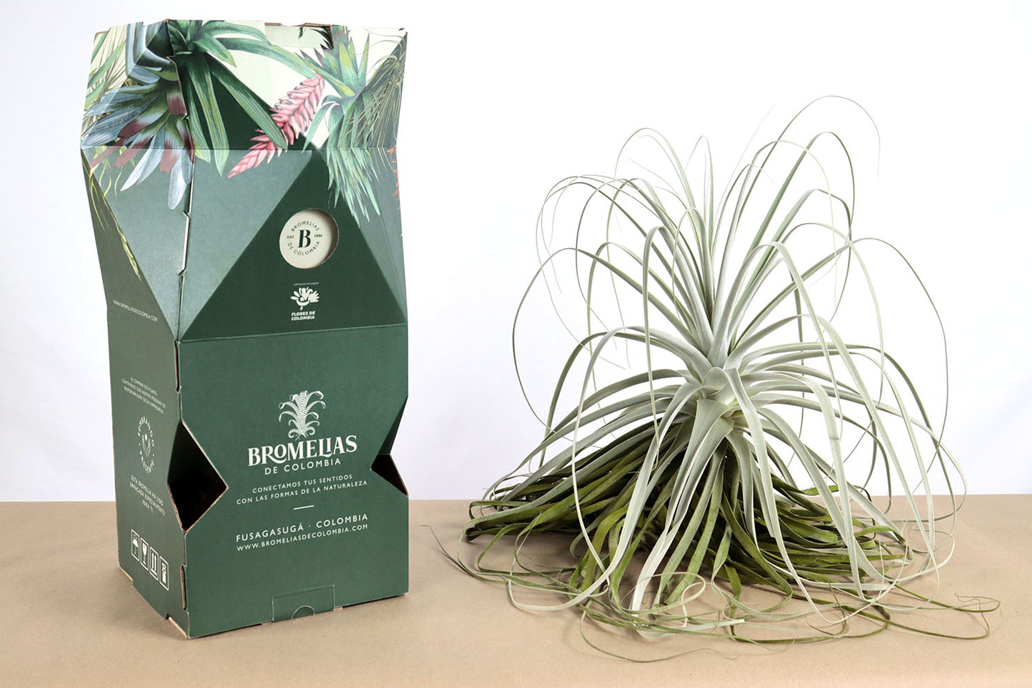 Till. straminea thin leaf