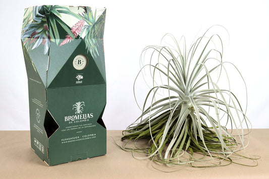 Till. straminea thin leaf