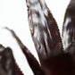Aech. Fulgens