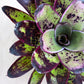 Neor. concentrica albomarginata