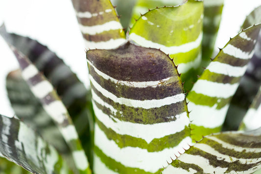 Aech. chantinii var green