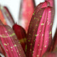Neor. kahala dawn pink