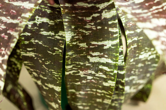 Goud. ospinae var gruberi