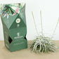 Till. cacticola thin silver
