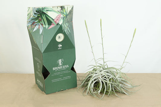 Till. cacticola thin silver