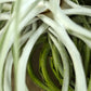 Till. cacticola thin silver