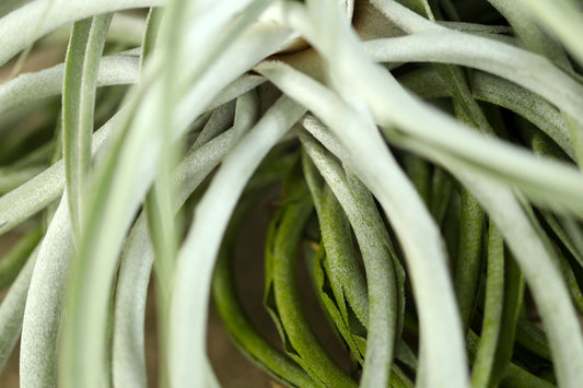 Till. cacticola thin silver