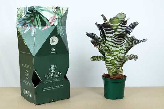 Aech. chantinii var green