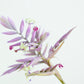Till. cacticola thin silver