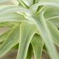 Till. straminea thin leaf