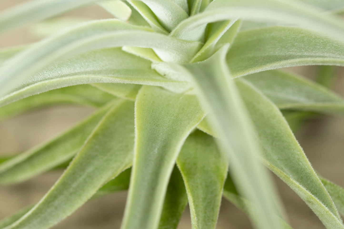 Till. straminea thin leaf