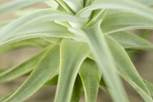 Till. straminea thin leaf