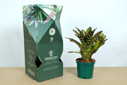 Aech. correia araujoi