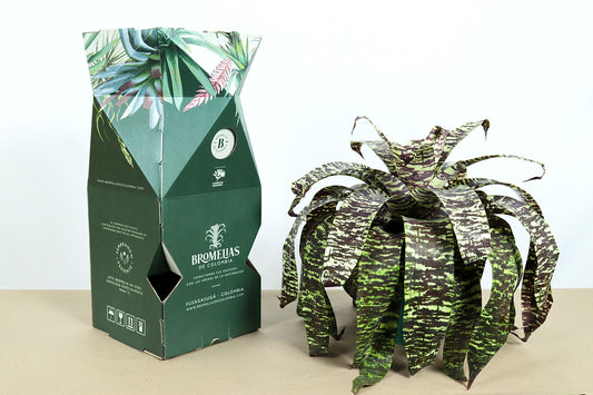 Goud. ospinae var gruberi