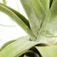 Till. streptophylla