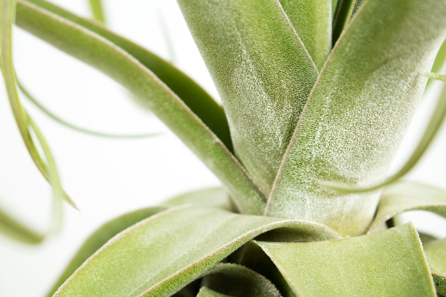 Till. streptophylla