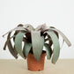 Vrie. saundersii