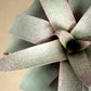 Vrie. saundersii
