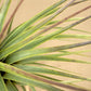 Till. fasciculata x Xerografica