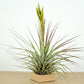 Till. fasciculata x Xerografica