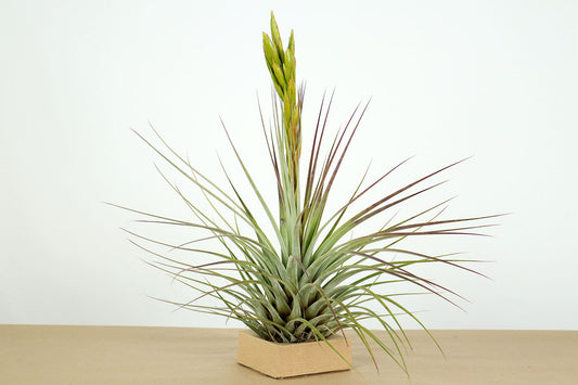 Till. fasciculata x Xerografica
