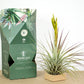 Till. fasciculata x Xerografica