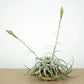 Till. cacticola thin leaf silver