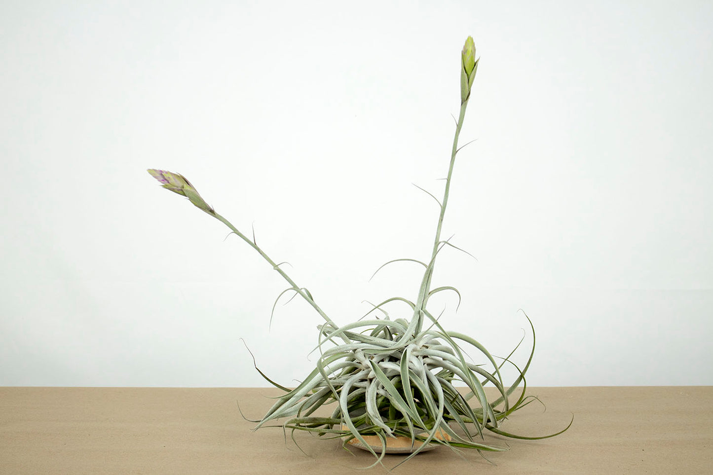 Till. cacticola thin leaf silver