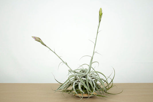 Till. cacticola thin leaf silver