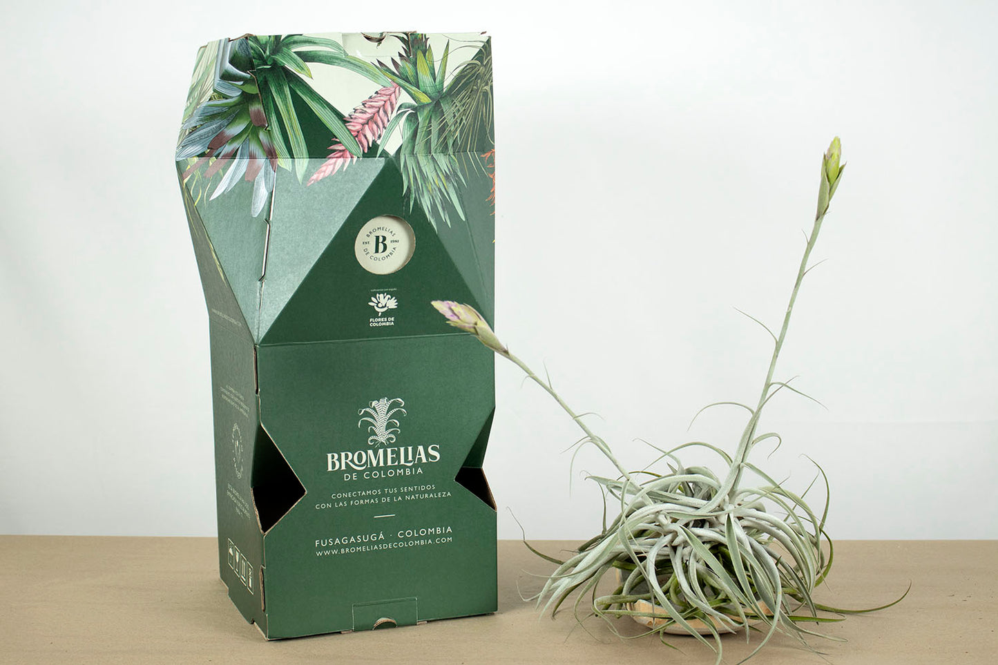 Till. cacticola thin leaf silver