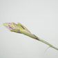 Till. cacticola thin leaf silver
