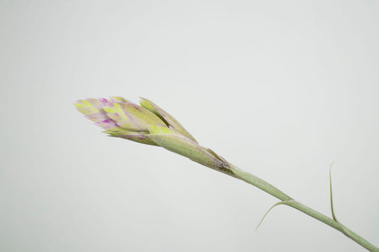 Till. cacticola thin leaf silver